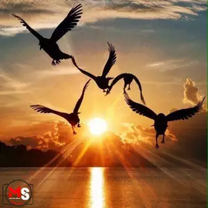 بهترین حالت فوکوس